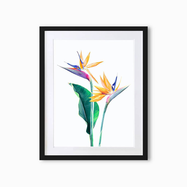 Bird of Paradise Botanique (Single Flower) Art Print - Lola Design Ltd