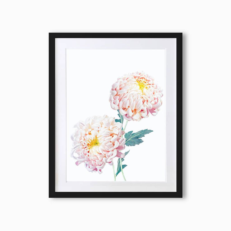 Chrysanthemums Botanique (Single Flower) Art Print - Lola Design Ltd