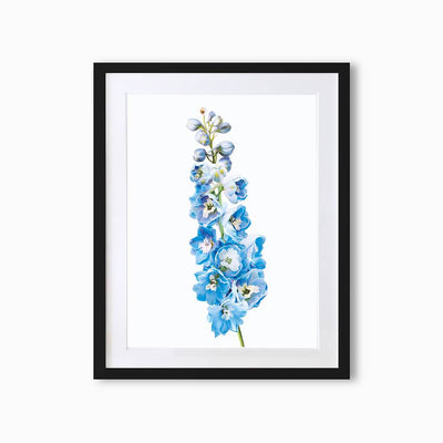Delphiniums Botanique (Single Flower) Art Print - Lola Design Ltd