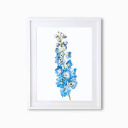 Delphiniums Botanique (Single Flower) Art Print - Lola Design Ltd