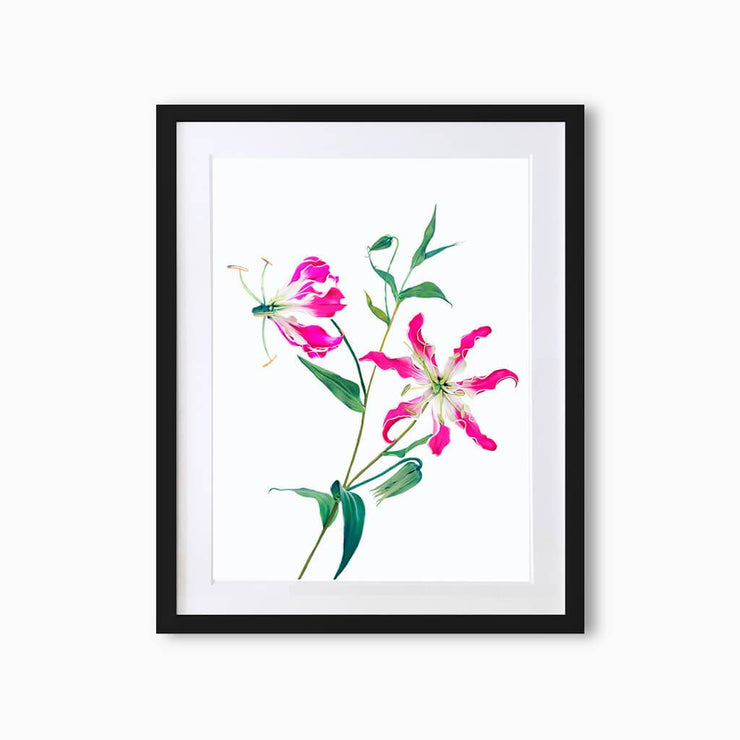 Fire Lily (Single Flower) Art Print - Lola Design Ltd
