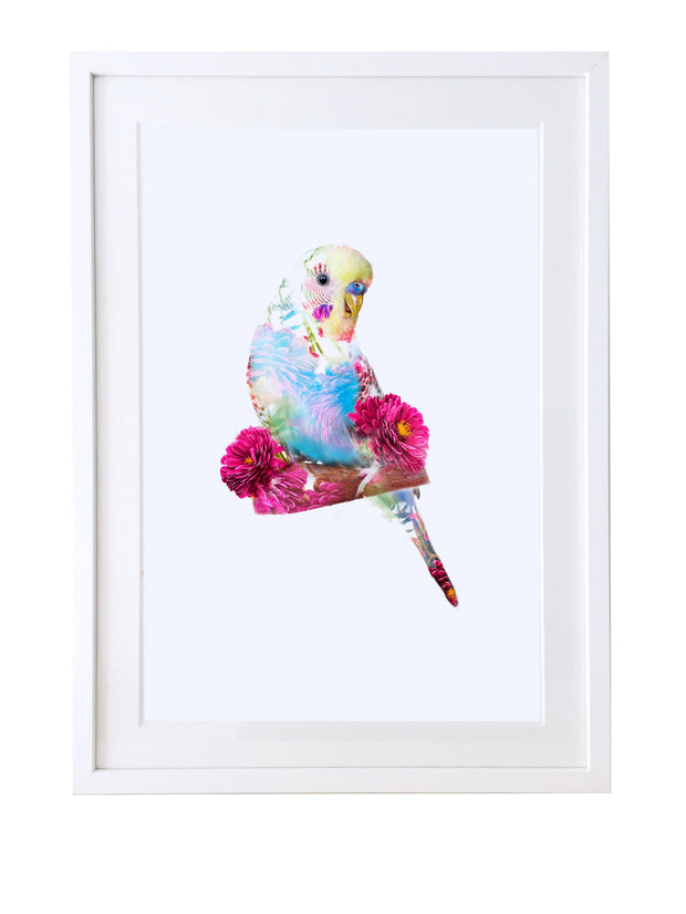 Budgie Art Print - Lola Design Ltd