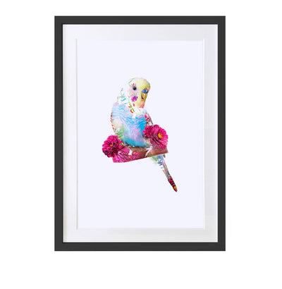Budgie Art Print - Lola Design Ltd