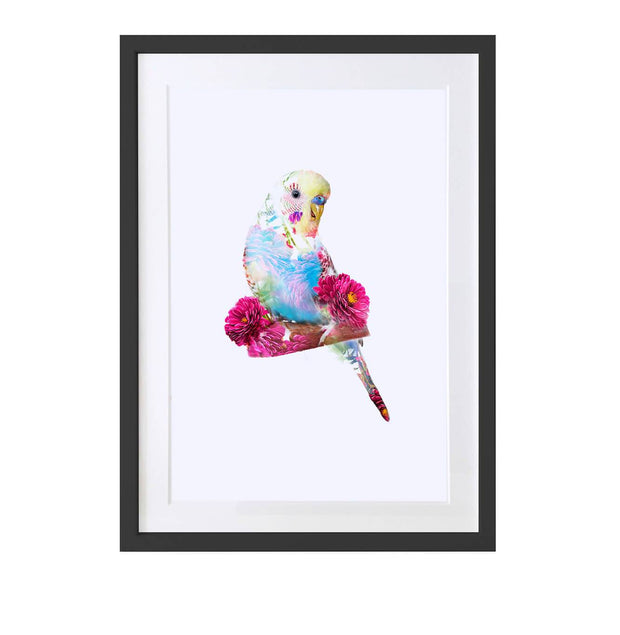 Budgie Art Print - Lola Design Ltd