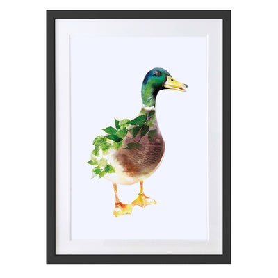 Mallard Duck Art Print by Lola Design - Lola Design Ltd