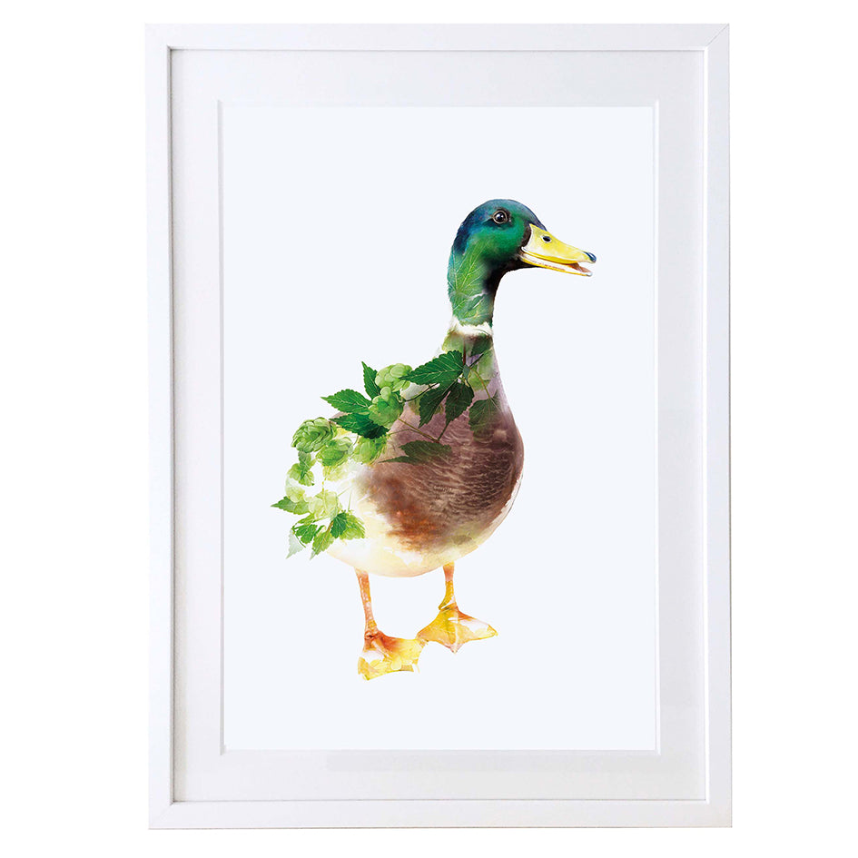 Mallard Duck - Free Stock Photo By Bilal Aslam On