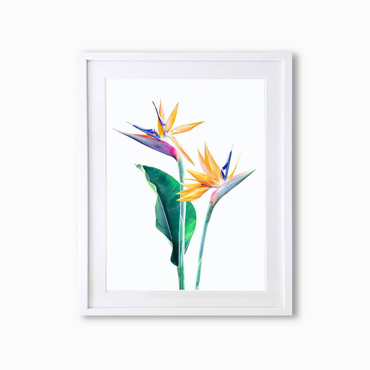 Bird of Paradise Botanique (Single Flower) Art Print - Lola Design Ltd