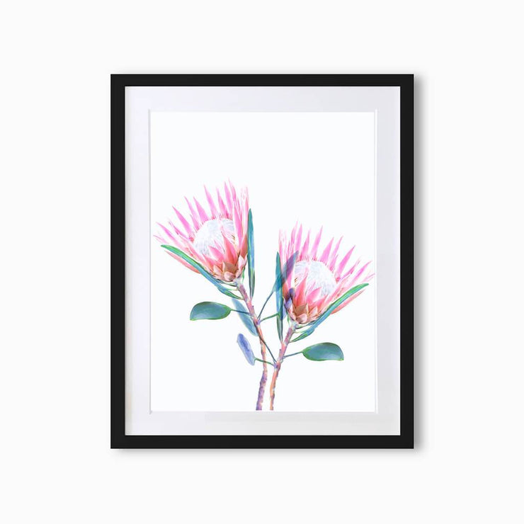 King Protea Botanique (Single Flower) Art Print - Lola Design Ltd