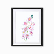 Orchid Botanique (Single Flower) Art Print - Lola Design Ltd