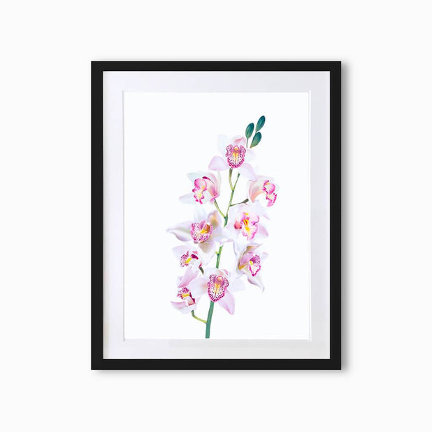 Orchid Botanique (Single Flower) Art Print - Lola Design Ltd
