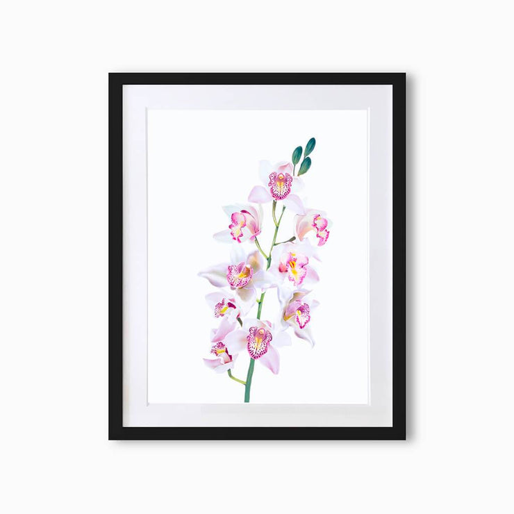 Orchid Botanique (Single Flower) Art Print - Lola Design Ltd