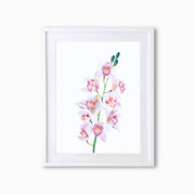 Orchid Botanique (Single Flower) Art Print - Lola Design Ltd