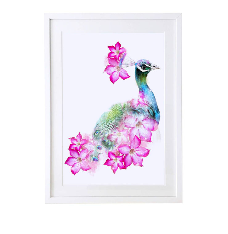 Peacock Art Print - Lola Design Ltd