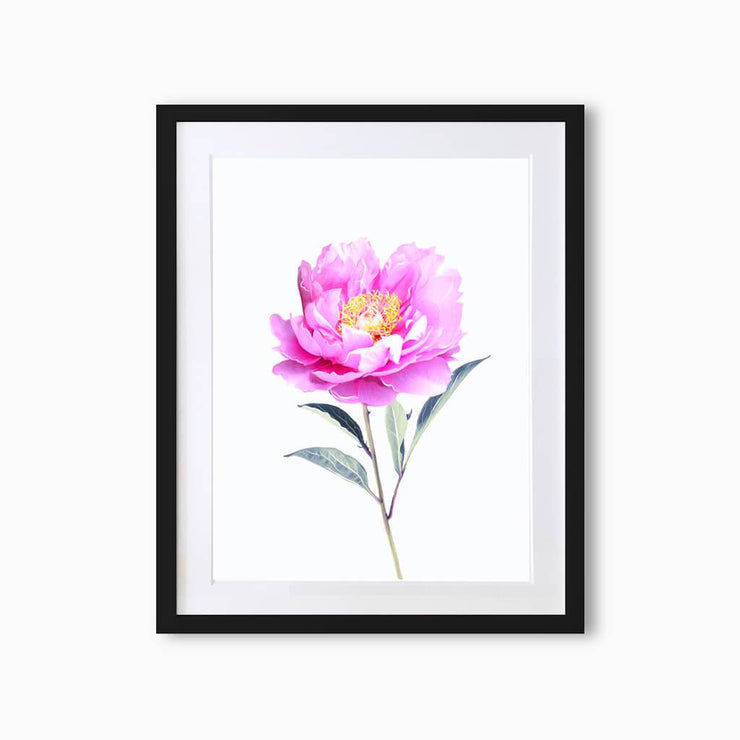 Peony Botanique (Single Flower) Art Print - Lola Design Ltd
