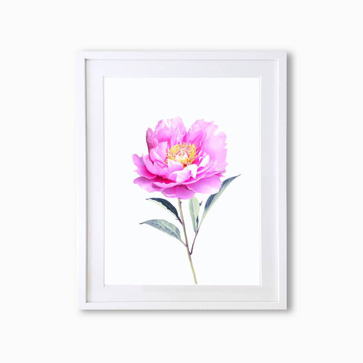 Peony Botanique (Single Flower) Art Print - Lola Design Ltd