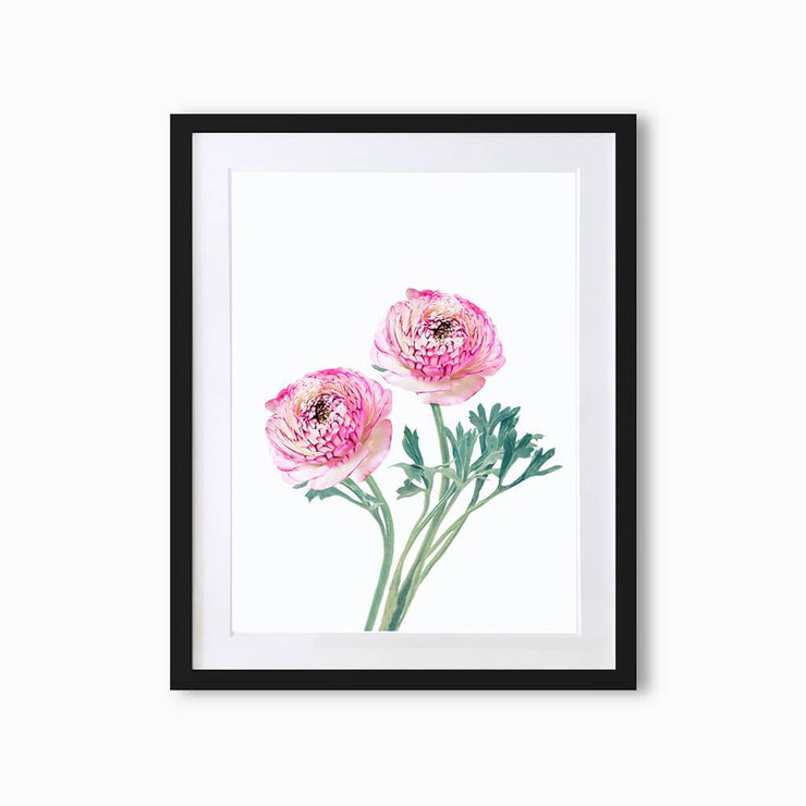 Ranunculus (Single Flower) Art Print - Lola Design Ltd