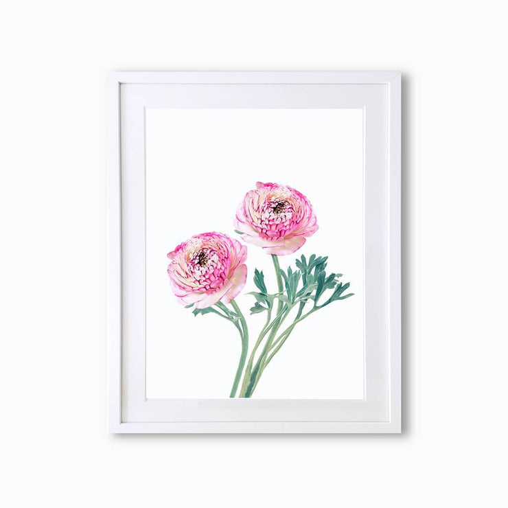 Ranunculus (Single Flower) Art Print - Lola Design Ltd